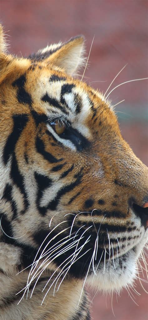 Wallpaper Tiger, face, side view, wildlife 5120x2880 UHD 5K Picture, Image