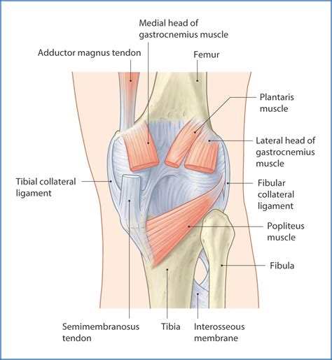 Knee Joint And Popliteal Fossa Basicmedical Key