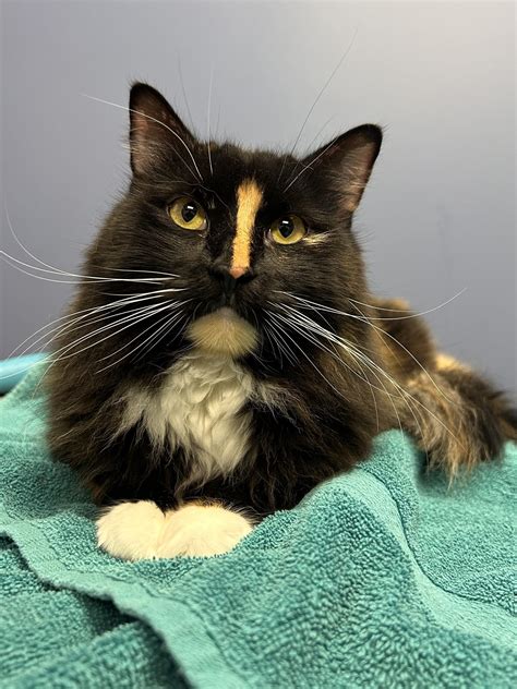 Grooming – Pet Spas Pamper and Play