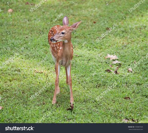 Whitetail Deer Fawn Spots That Seems Stock Photo 193087535 | Shutterstock