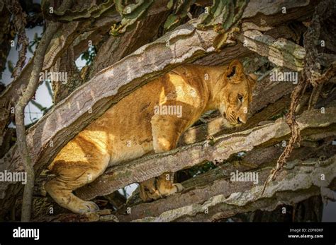 Tree Climbing Lion In Ishasha Queen Elizabeth National Park Uganda