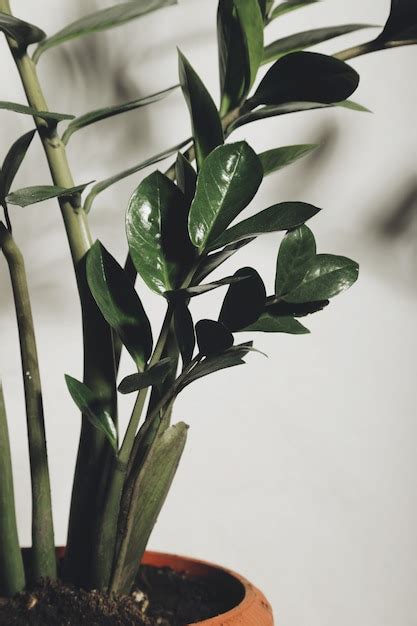 Premium Photo Indoor Houseplant