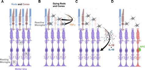 Frontiers Cytokines Il And Il Are Required For M Ller Glia