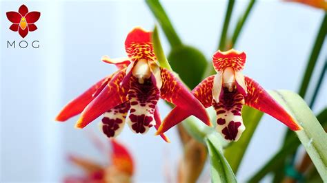 Grow The Coconut Orchid In Your Home 🥥🌴🍹 Maxillaria Tenuifolia Orchid