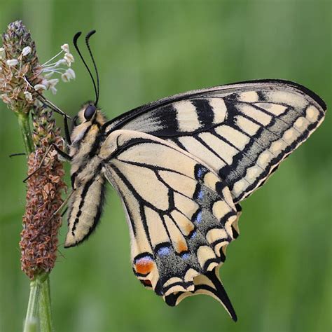 European Butterflies And Moths Project Noah