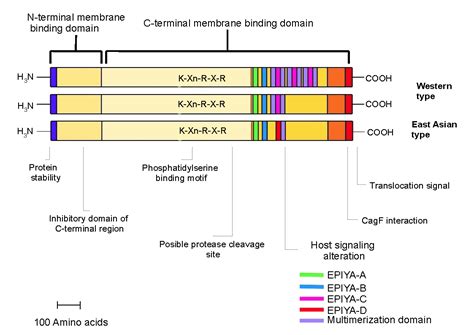 The Role Of CagA Protein Signaling In Gastric Carcinogenesis CagA