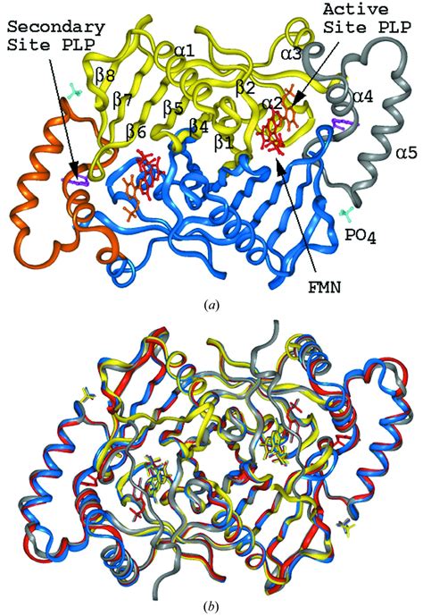 Iucr Structure Of Escherichia Coli Pyridoxine Phosphate Oxidase In