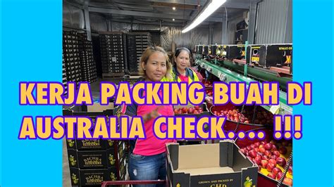 KERJA PACKING BUAH DI AUSTRALIA PULANG SELALU BAWA BUAH GRATIS TAPI