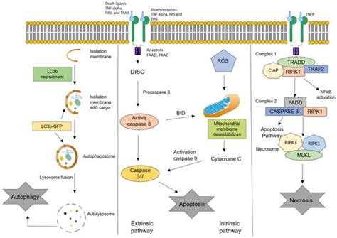 Impact Of Oxysterols Encyclopedia MDPI