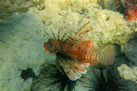 Red Lionfish Beautiful But Destructive Fish In The Red Sea Pterois Is