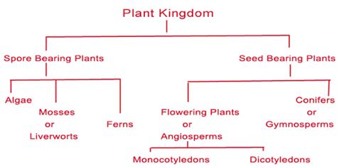 plant kingdom classification Science - 6835071 | Meritnation.com