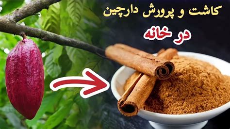 کشت و پرورش دارچین در خانه Youtube