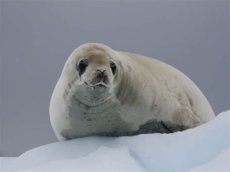 Ushuaia Klassische Antarktis Kreuzfahrt 9 Nächte 22 11 2024