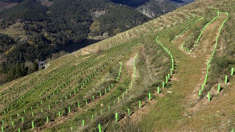 Medio Rural Convoca Ayudas Por Tres Millones De Euros Para La