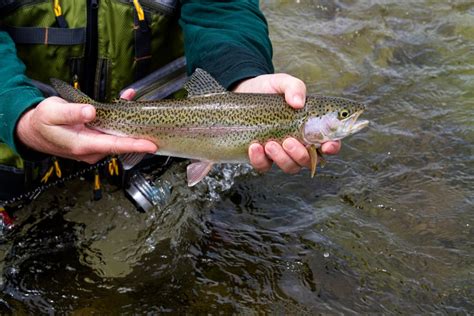 Pennsylvanias 2024 Trout Stocking Underway Find Out Where In Your