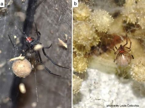 Black Widow Spiders Declining Due To Even Deadlier Brown Widows