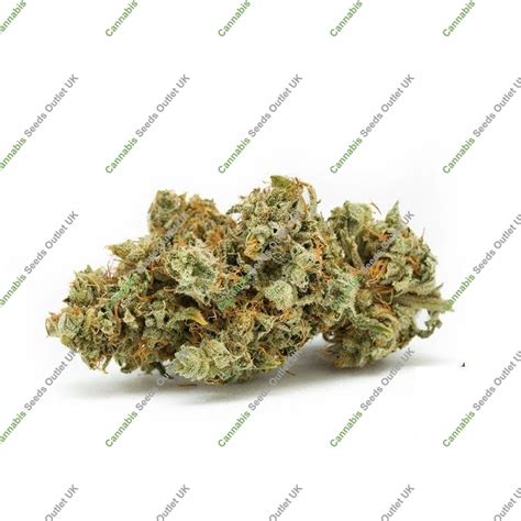 Buy Gorilla Glue Fast V By Blim Burn At Cannabis Seeds Outlet UK