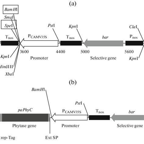 Map Of A T Dna Region Of Binary Vectors Used For Plant Transformation