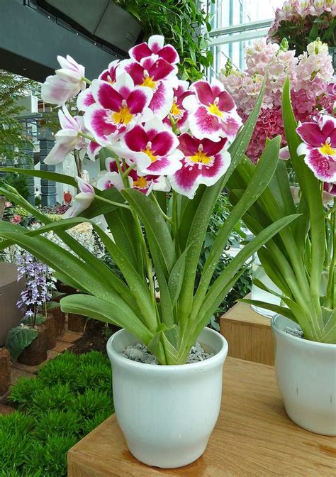 102 best images about Miltonia Orchid on Pinterest | Orchid plants ...