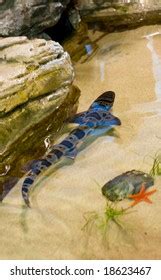 Baby Tiger Shark Swimming Tidal Pool Stock Photo 18623467 | Shutterstock