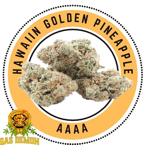 Buy Hawaiian Golden Pineapple Sativa Dominant Hybrid Queen Of Quads