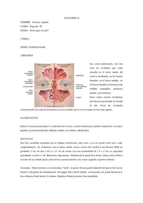 Pdf Anatomia Senos Nasales Dokumen Tips