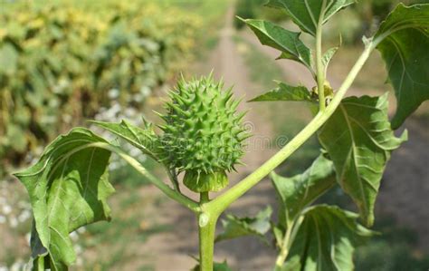 Por Naturaleza Una Planta Venenosa Cultiva Datura Stramonium Foto De