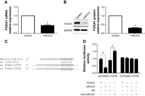 Foxa Is Identified As A Functional Target Of Mir In Hcc Notes