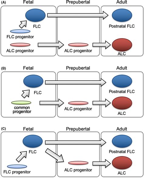 Development Of Fetal And Adult Leydig Cells Shima 2019