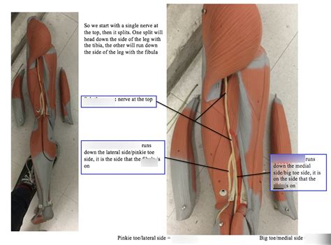 BSC 2085L Common Fibular Nerve Diagram Quizlet