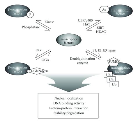 The Types And Functions Of Post Translational Modification Of