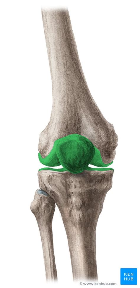 Articulación De La Rodilla Anatomía Y Movimientos Kenhub