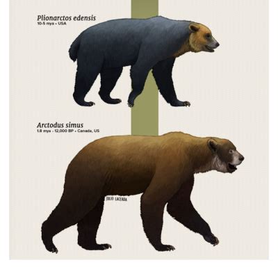 Julio Lacerda Evolution Series Bear With The Bears Bears Are