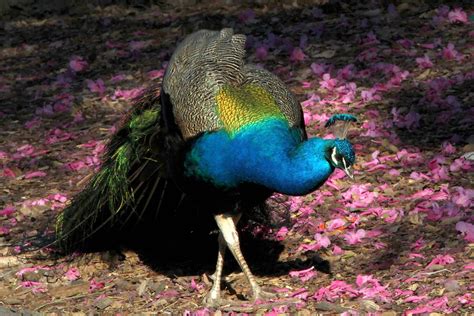 Blue On Pink Los Angeles County Arboretum Peacock In Bree… Flickr