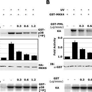 Pml Physically Binds P Through Its Cooh Terminus A Hela Cells Were