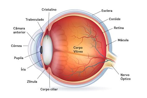 Oue Ofrgon Eon A Fascinante Jornada Da Vis O Como O Olho