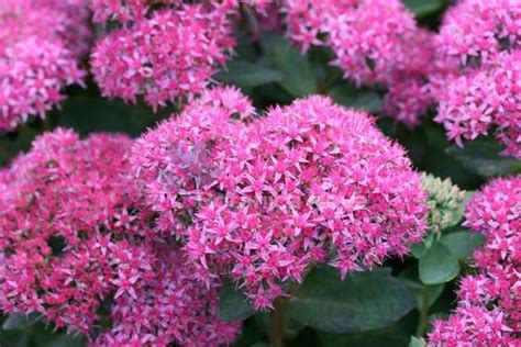 Sedum Dark Red