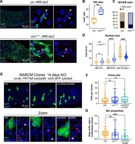 Vinculin Recruitment To α Catenin Halts The Differentiation And