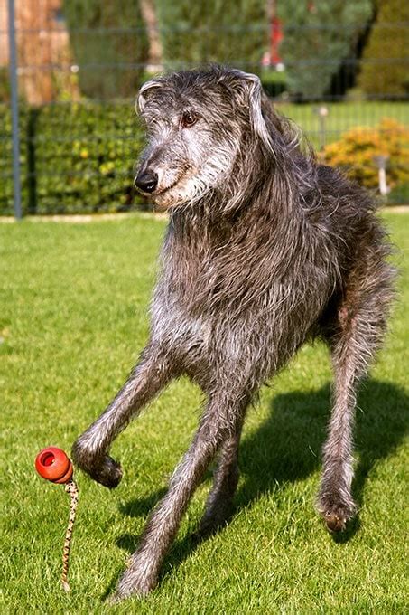 Scottish Deerhound Temperament and Personality - Child Friendly and ...