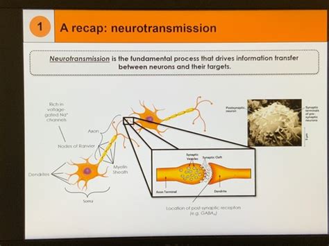 Neurotransmitter Systems 1 Glutamate Flashcards Quizlet