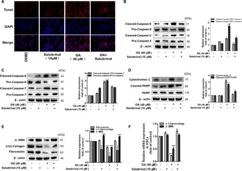 The ERS Signaling Pathway Leads To The HSC Apoptosis And Reduces