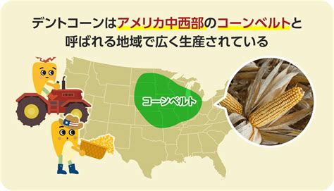 デントコーンってどんなトウモロコシ？ | もっと知りたい！バイオエタノール | アメリカ穀物バイオプロダクツ協会
