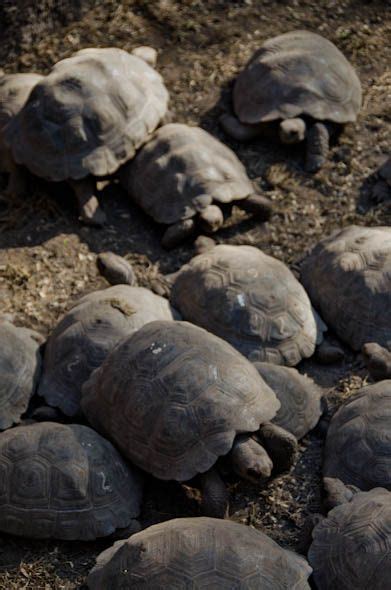 Giant Tortoise Conservation in the Galapagos Islands | Ever In Transit ...