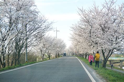 ‘Cherry Blossom Drive’ Route in Jeonju