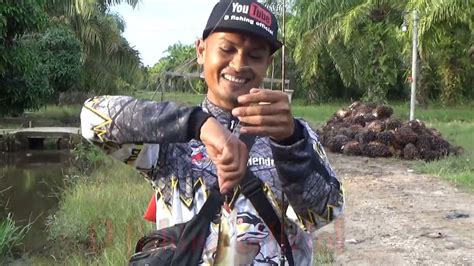 Ikan Gabus Pada Galak Spot Paritan Rakus Youtube