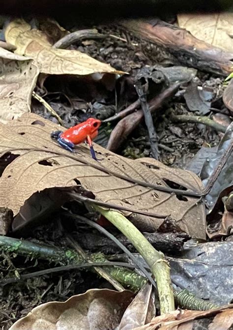 Aero Zincs On Twitter DirtyTesLa Frog On Ground In Costa Rica Https