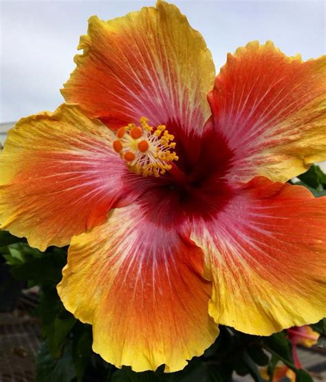 Hawaiian Sunset Hibiscus Hibiscus Hawaiian Plants Hawiian Flowers