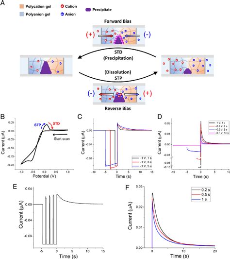 A Schematic Of STP And STD Mediated By Temporal Dissolution Of