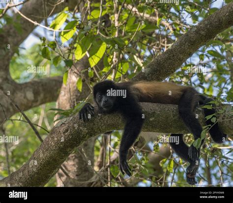 El Mono Aullador En Una Rama En La Selva Tropical De Panamá Fotografía