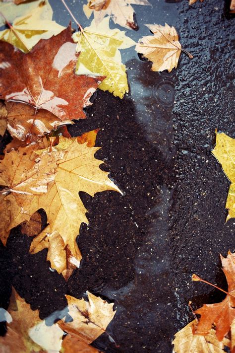 Fallen autumn leaves Free Photo Download | FreeImages